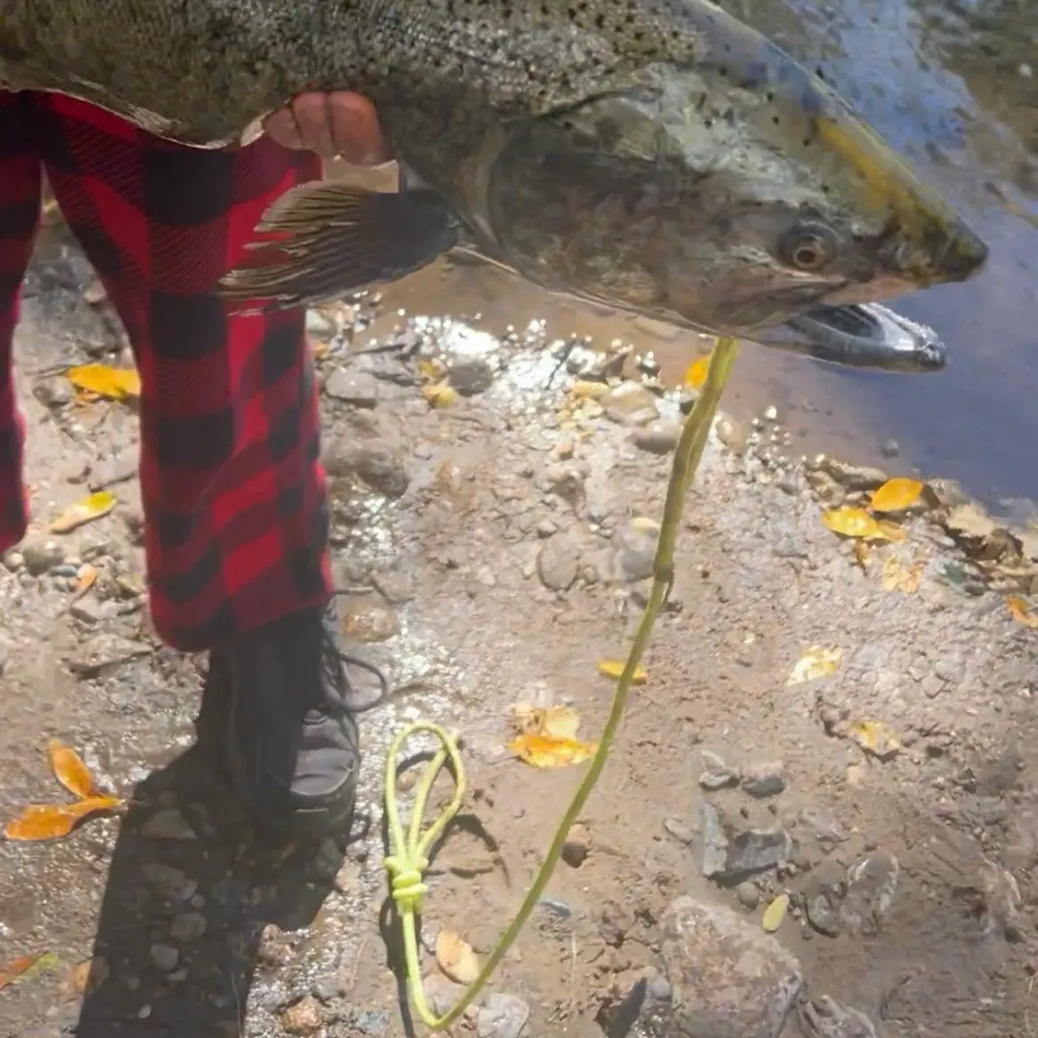 Chinook salmon caught on Fishbrain