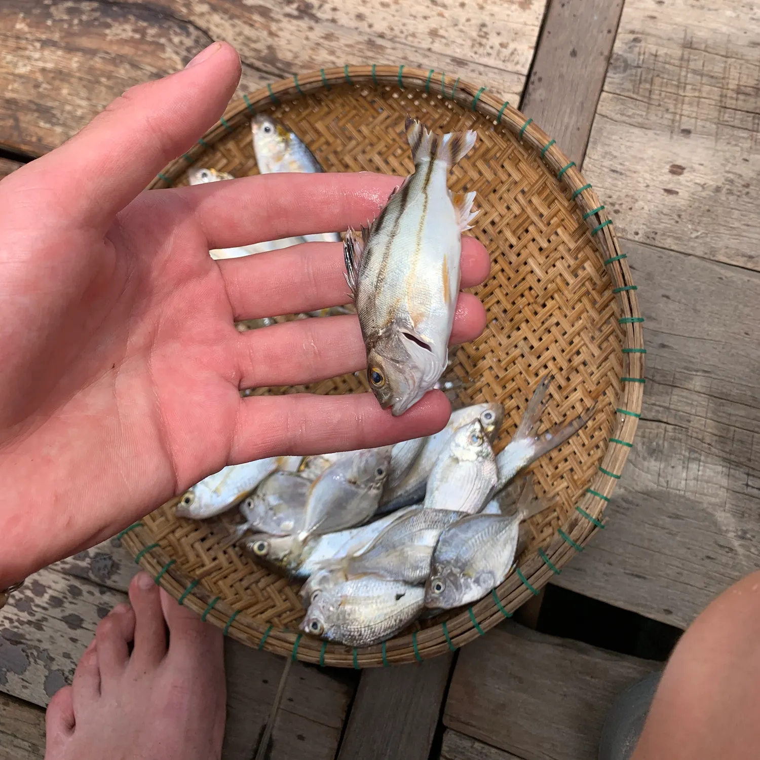 The most recent Jarbua terapon catches on Fishbrain