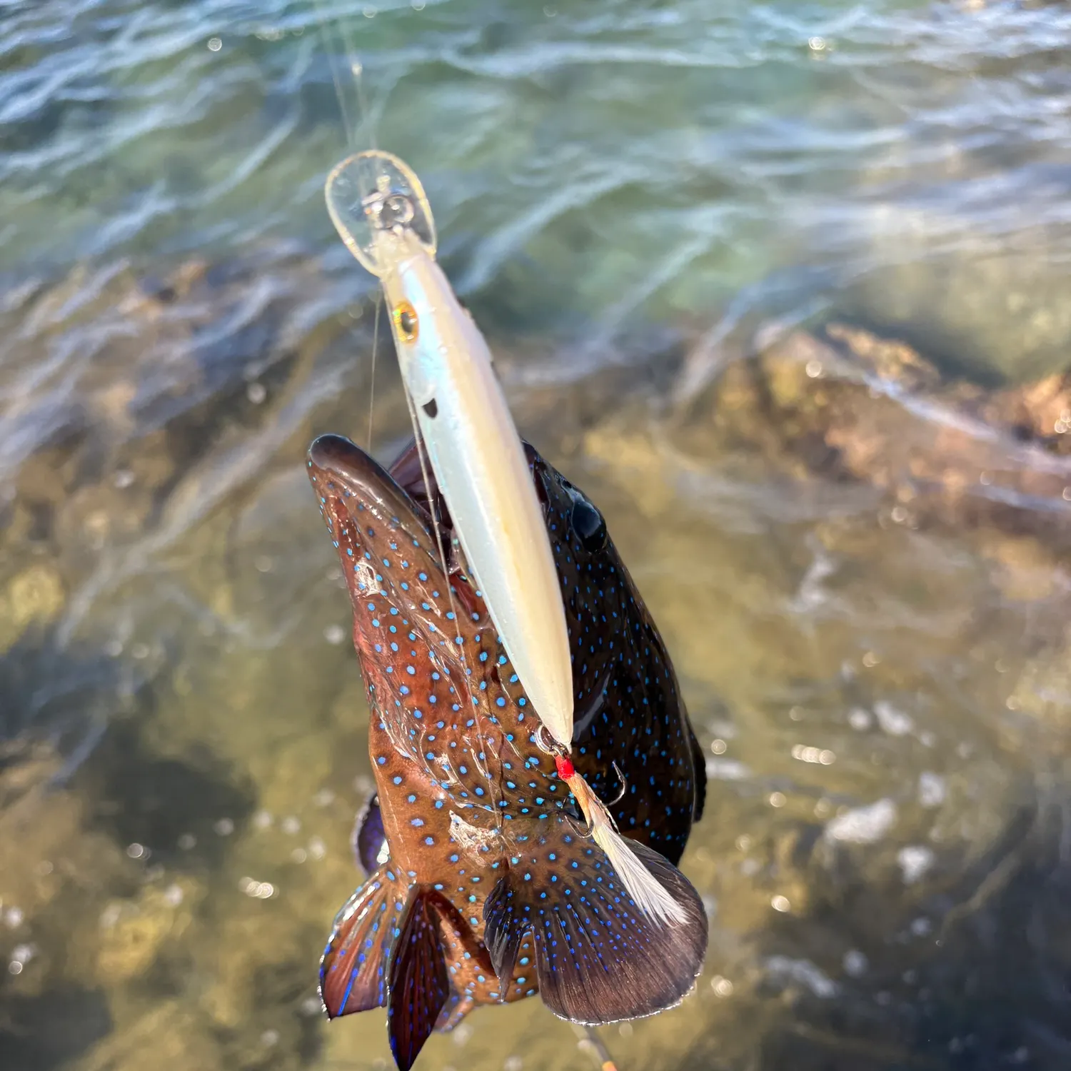 The most recent Peacock hind catches on Fishbrain
