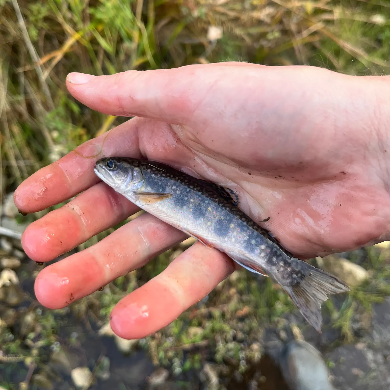 Brook trout caught on Fishbrain