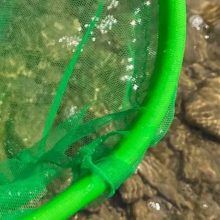 Northern clearwater crayfish caught on Fishbrain