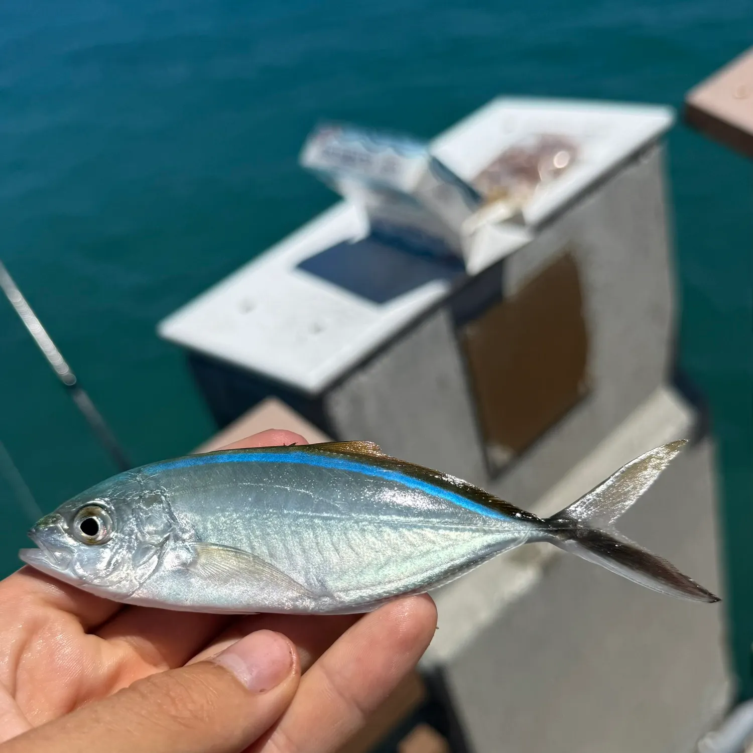 The most recent Bar jack catches on Fishbrain