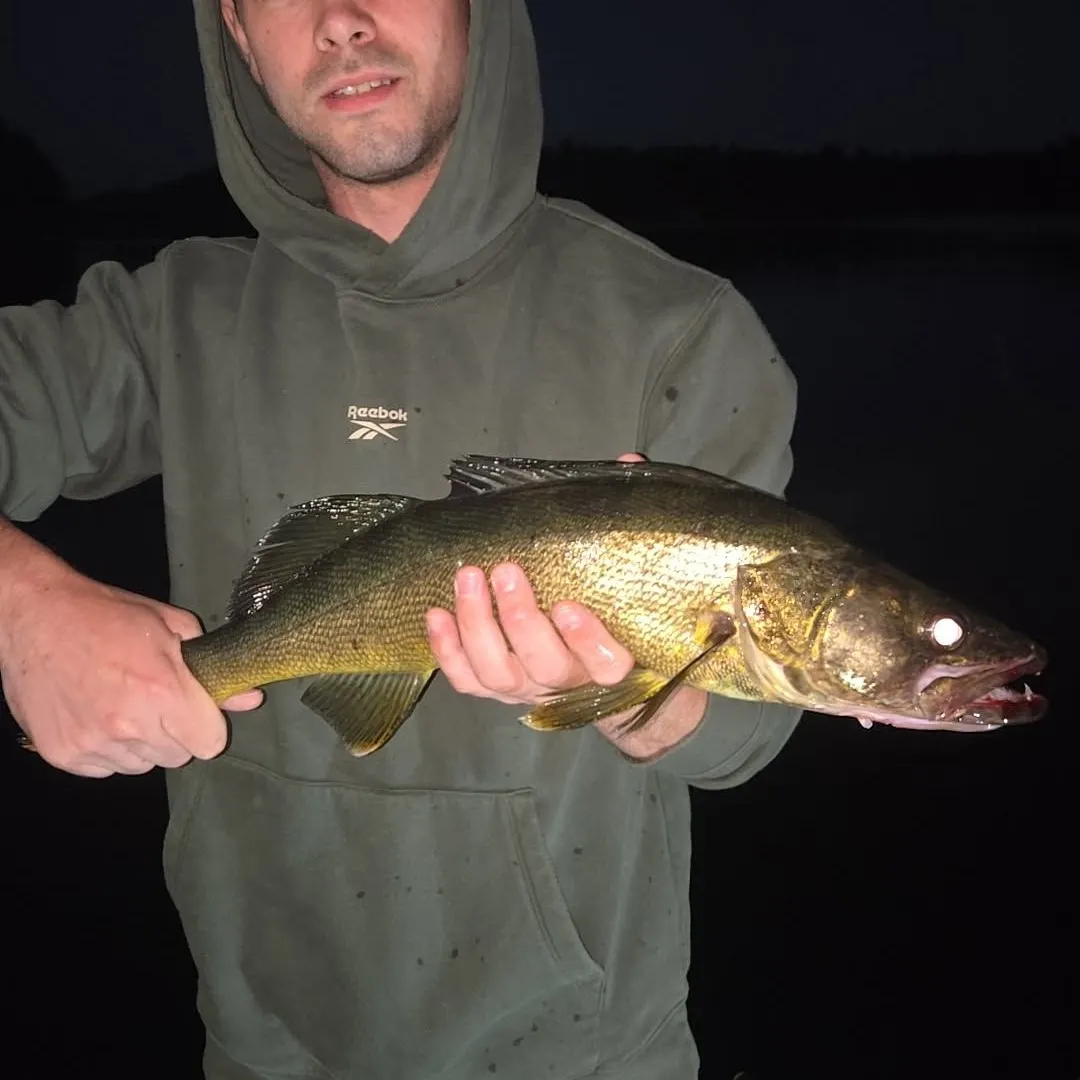 Walleye caught on Fishbrain