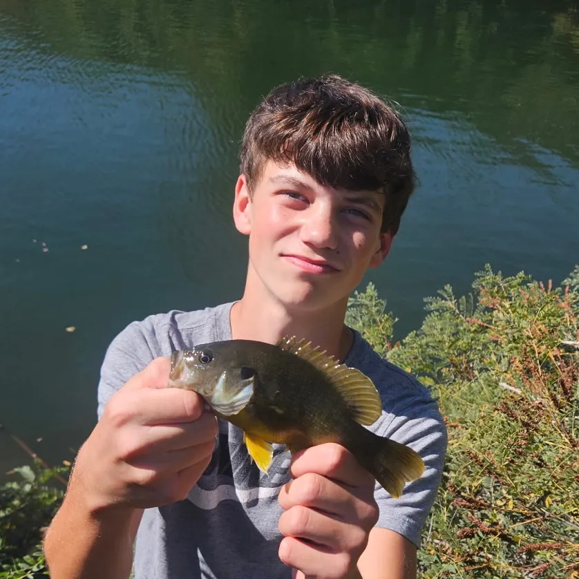 Green sunfish caught on Fishbrain