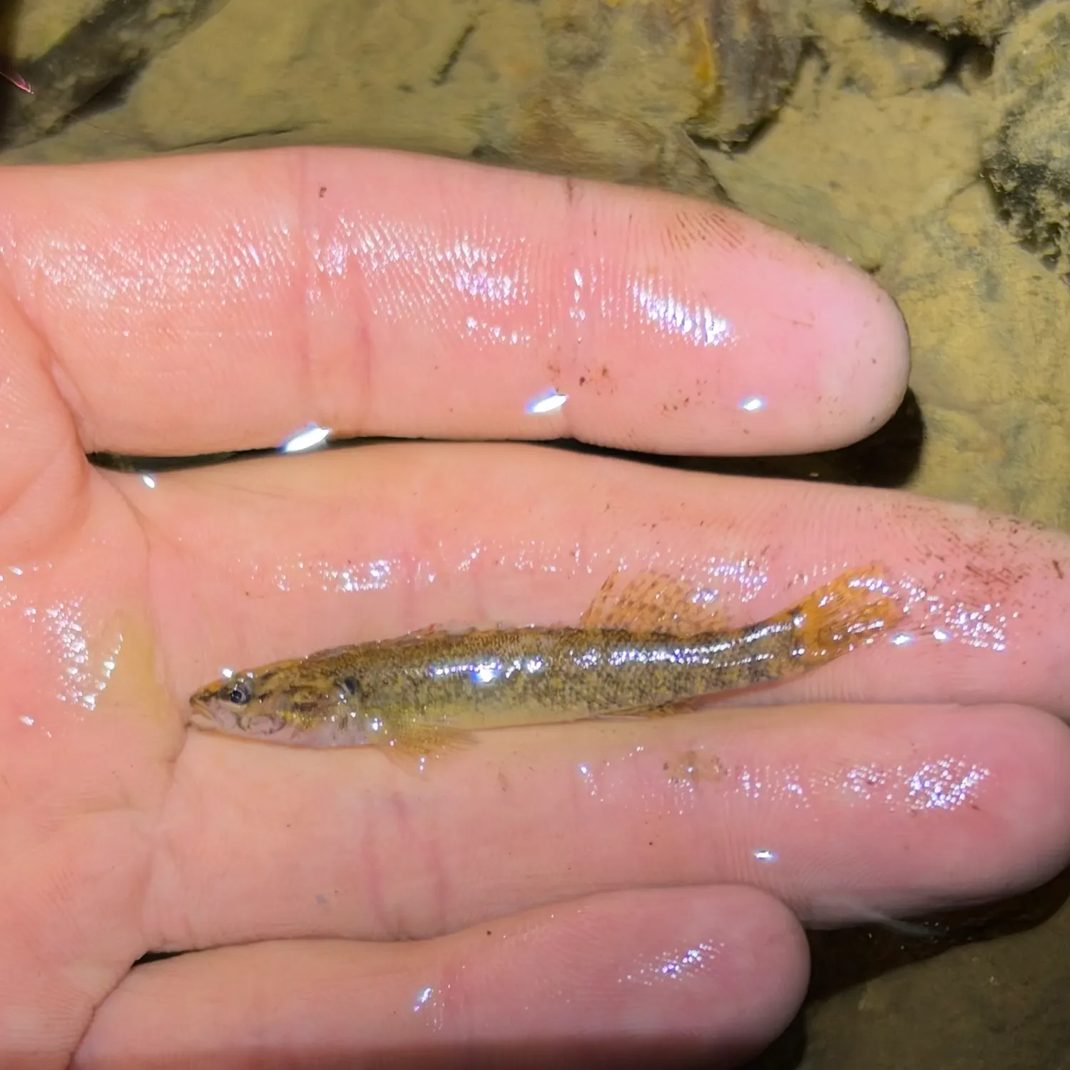 The most recent Redspot dartfish catches on Fishbrain