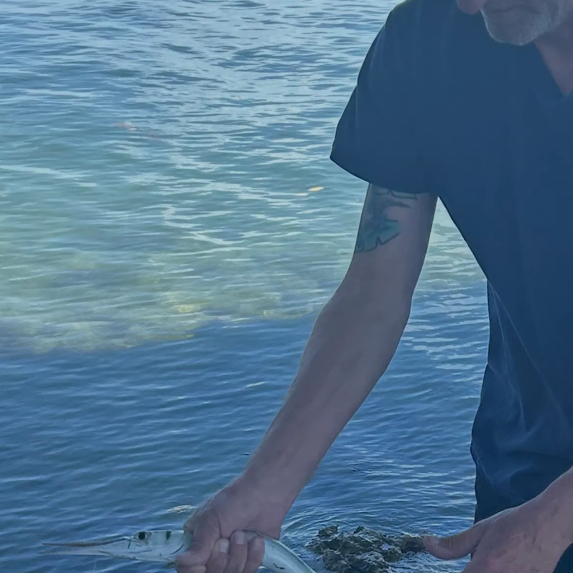 The most recent Atlantic needlefish catches on Fishbrain