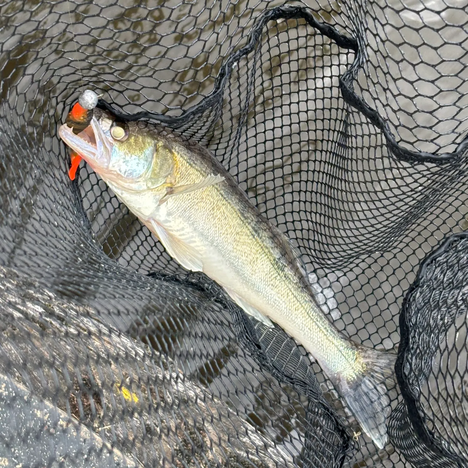 Zander caught on Fishbrain
