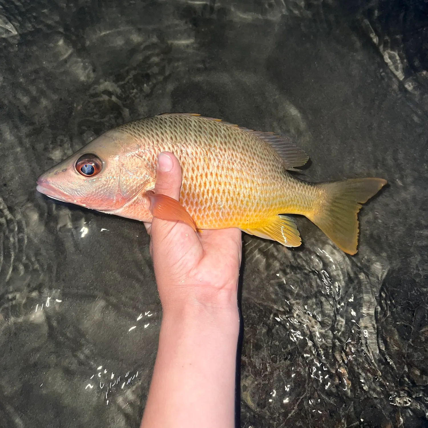 The most recent Yellow snapper catches on Fishbrain