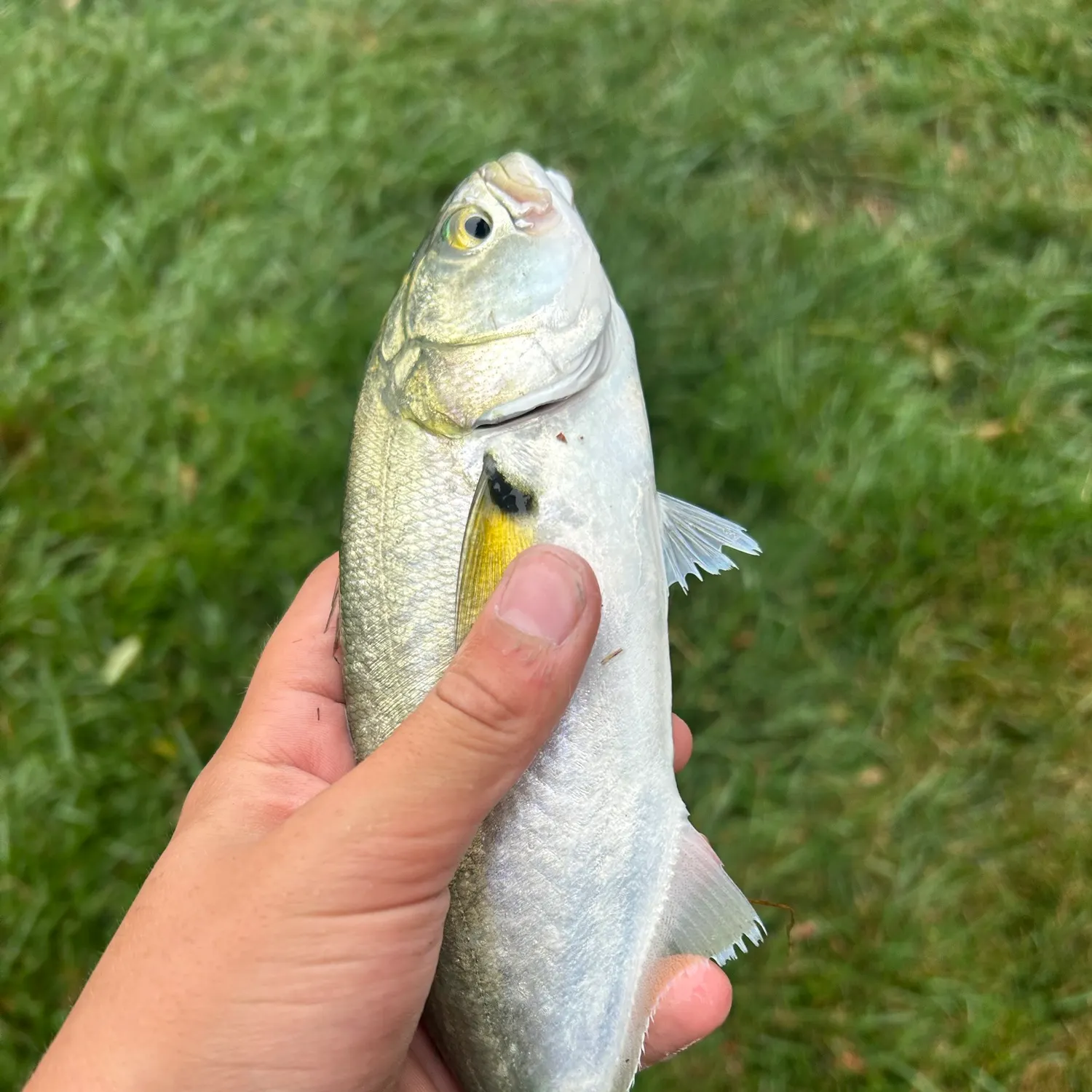 Bluefish caught on Fishbrain