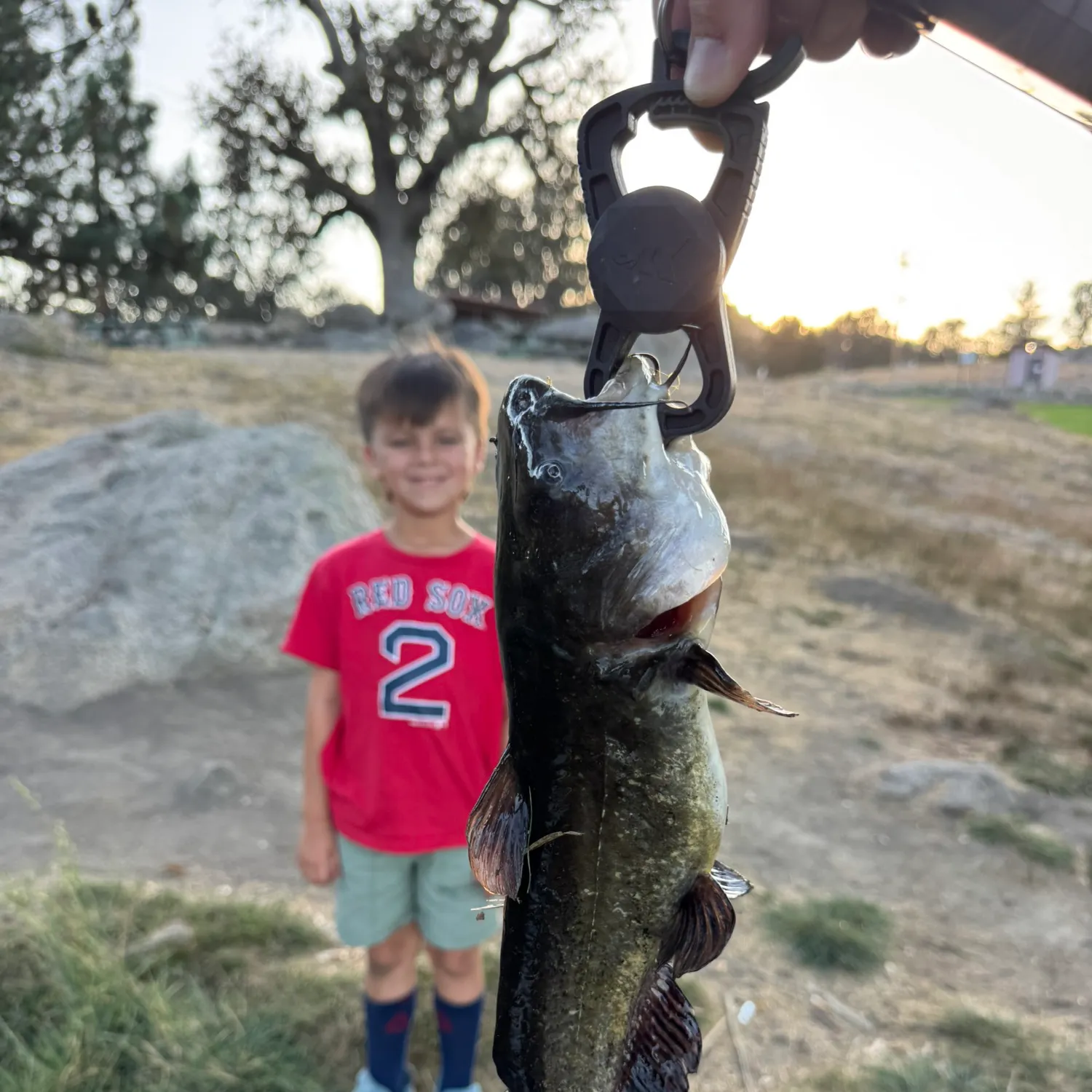 Black bullhead caught on Fishbrain