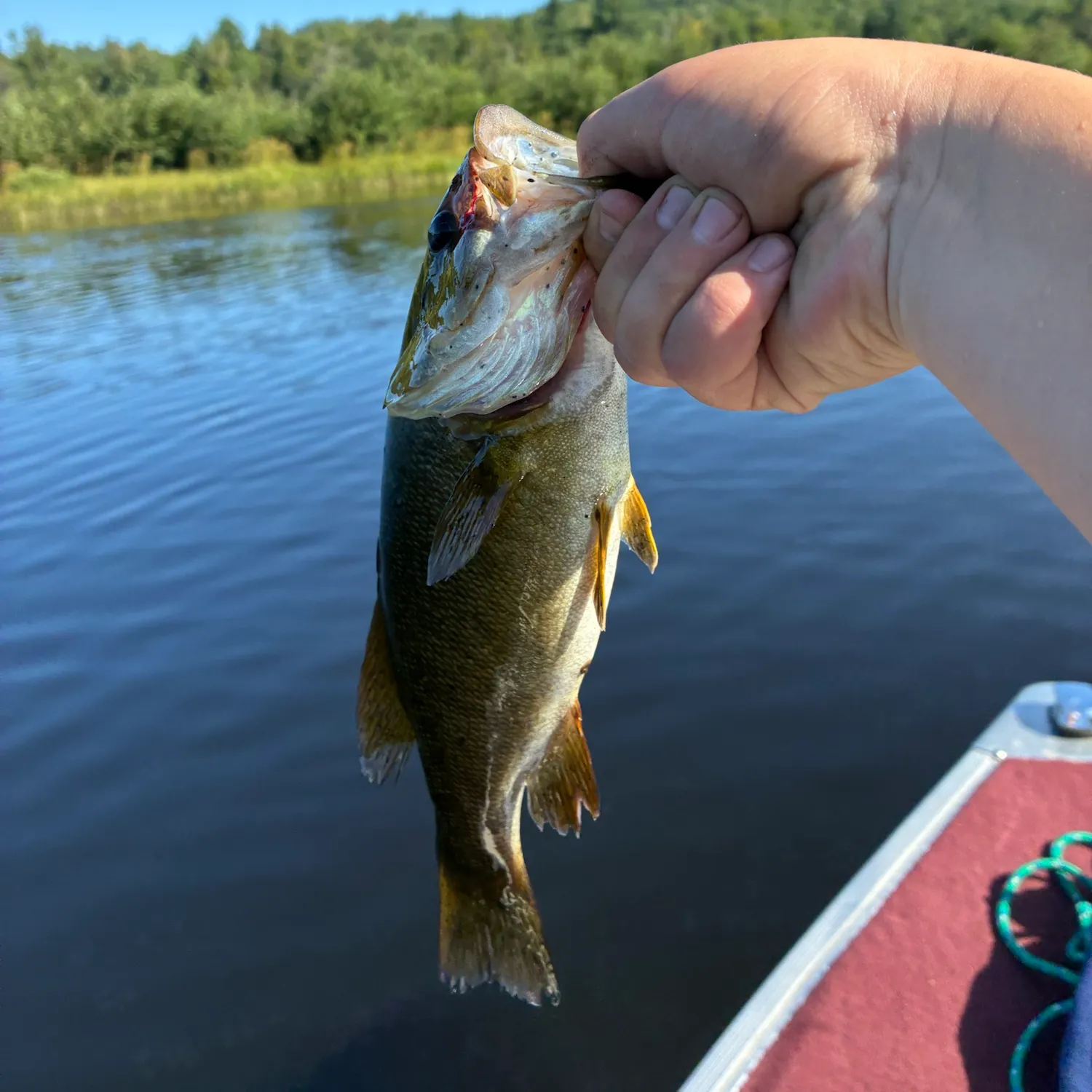 Smallmouth bass caught on Fishbrain