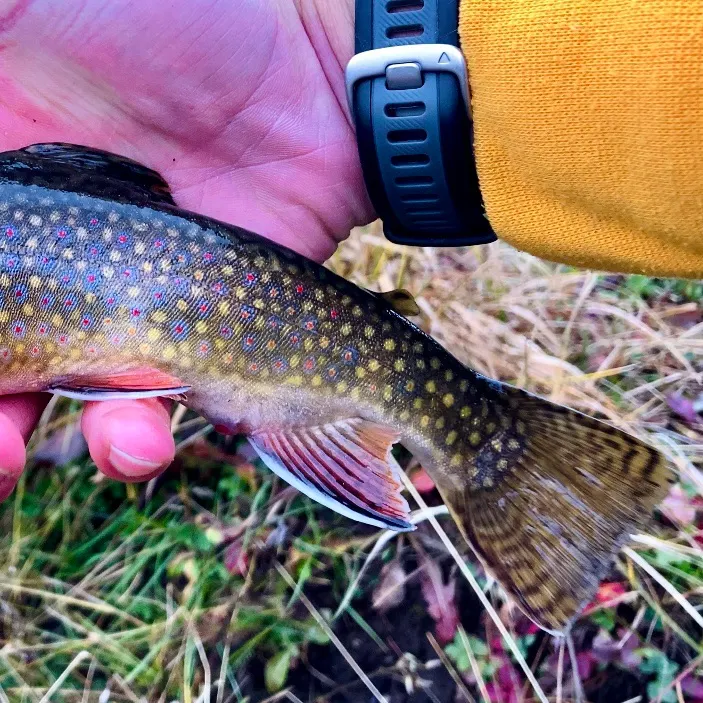 The most recent Brook trout catches on Fishbrain