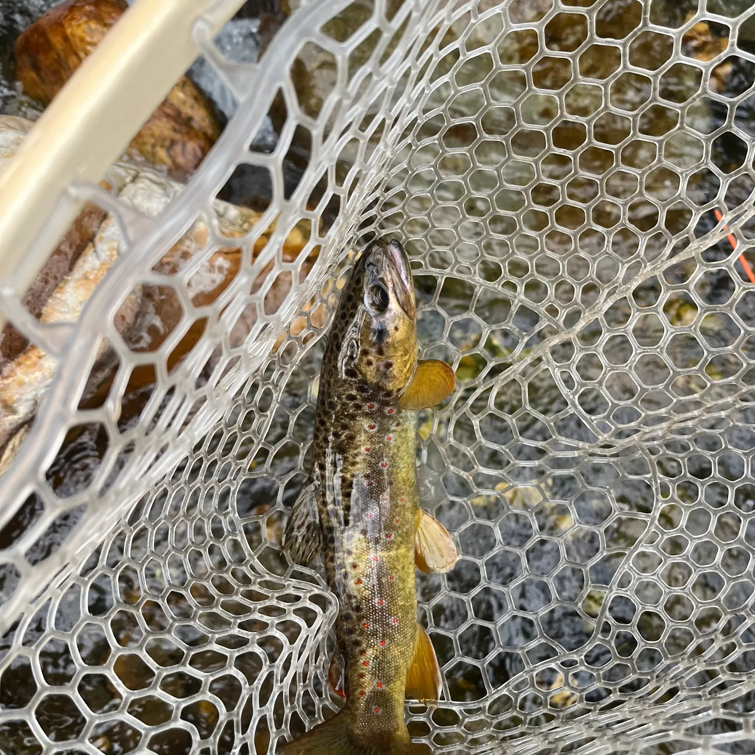 Brown trout caught on Fishbrain