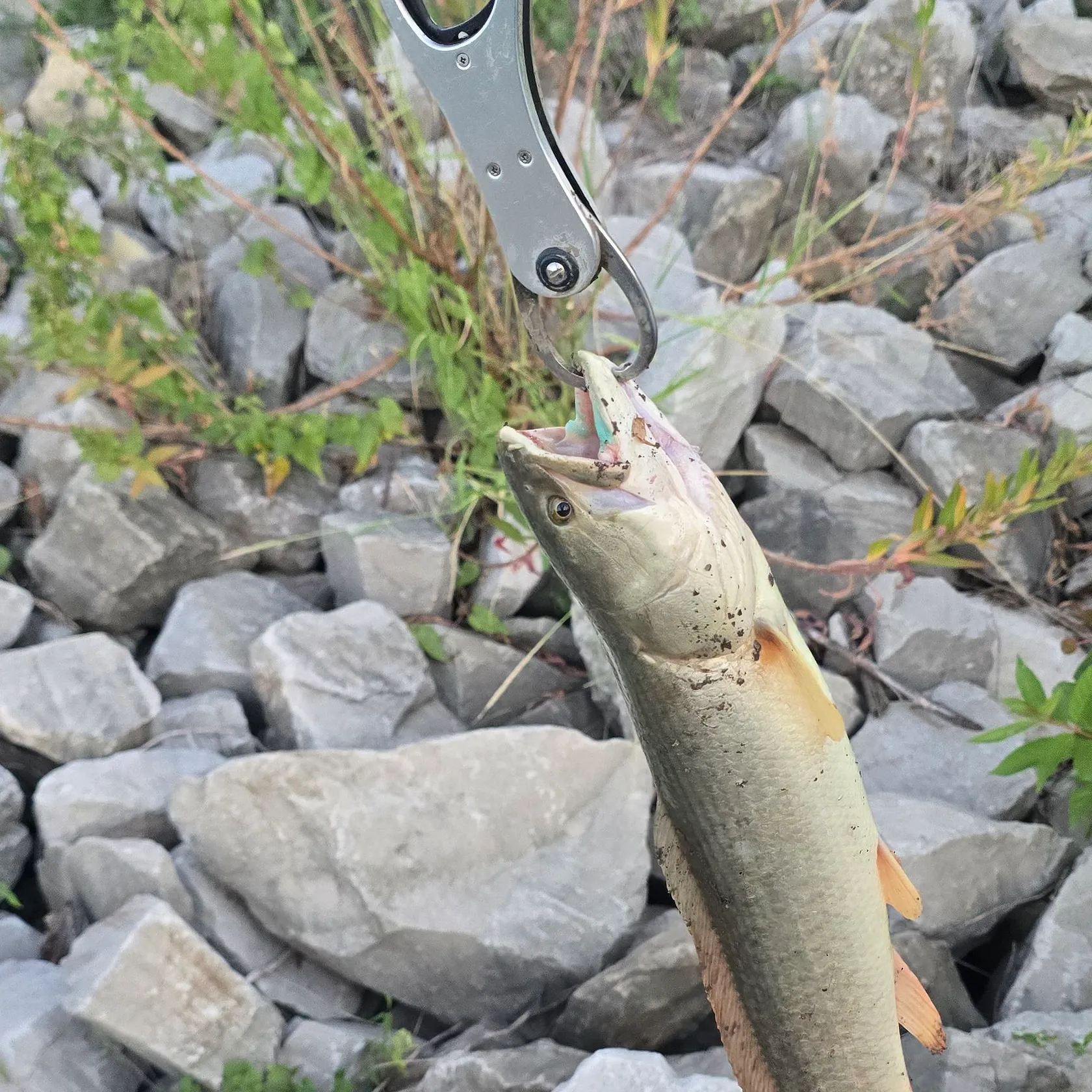 Eyetail bowfin caught on Fishbrain
