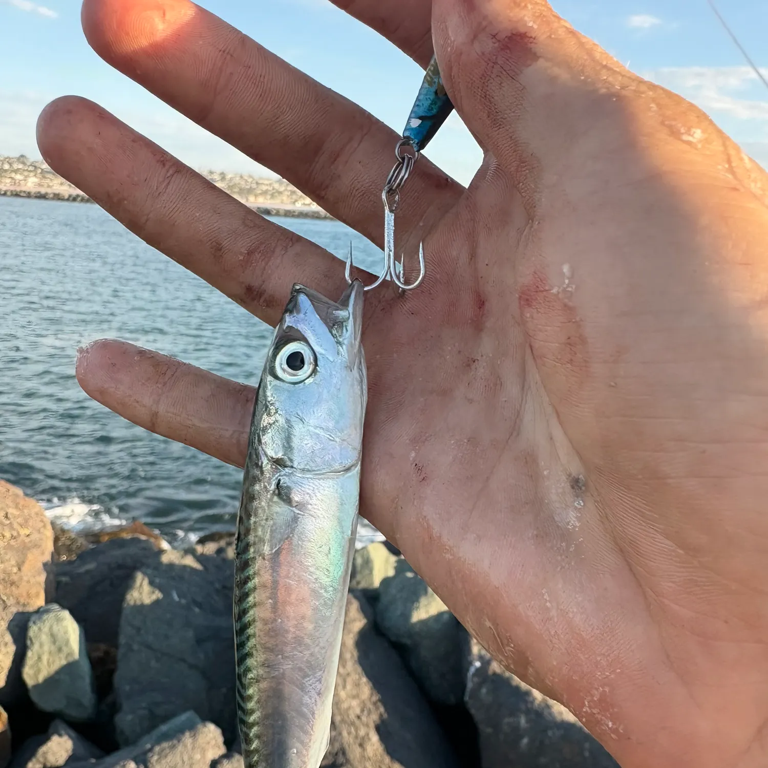 Pacific chub mackerel caught on Fishbrain