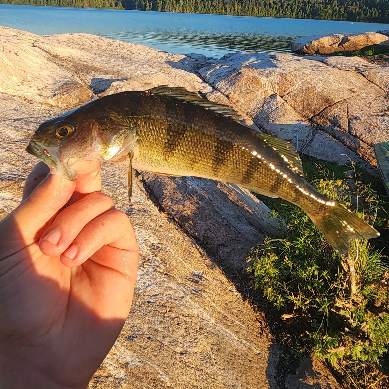 Yellow perch caught on Fishbrain