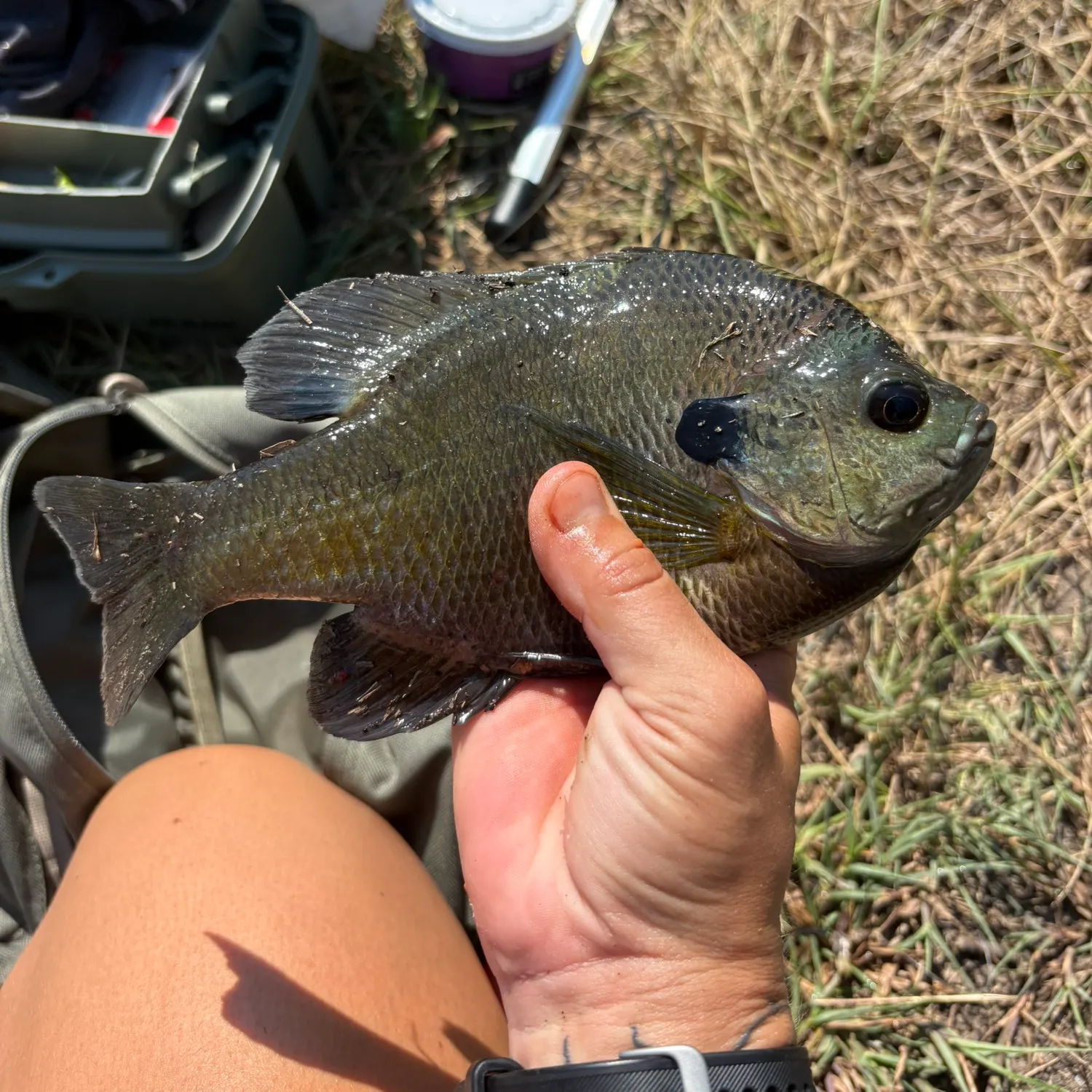 Bluegill caught on Fishbrain