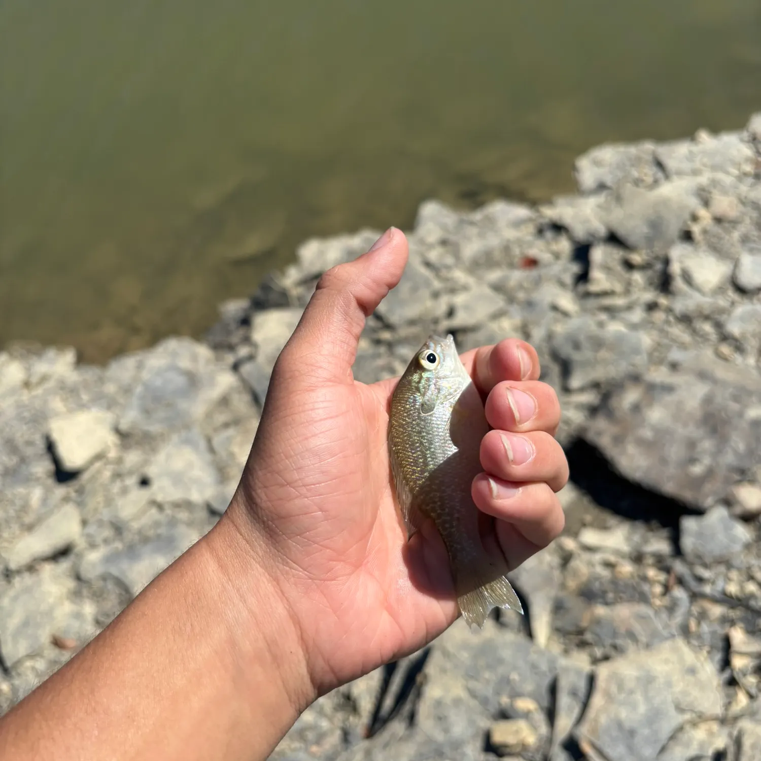 Bluegill caught on Fishbrain