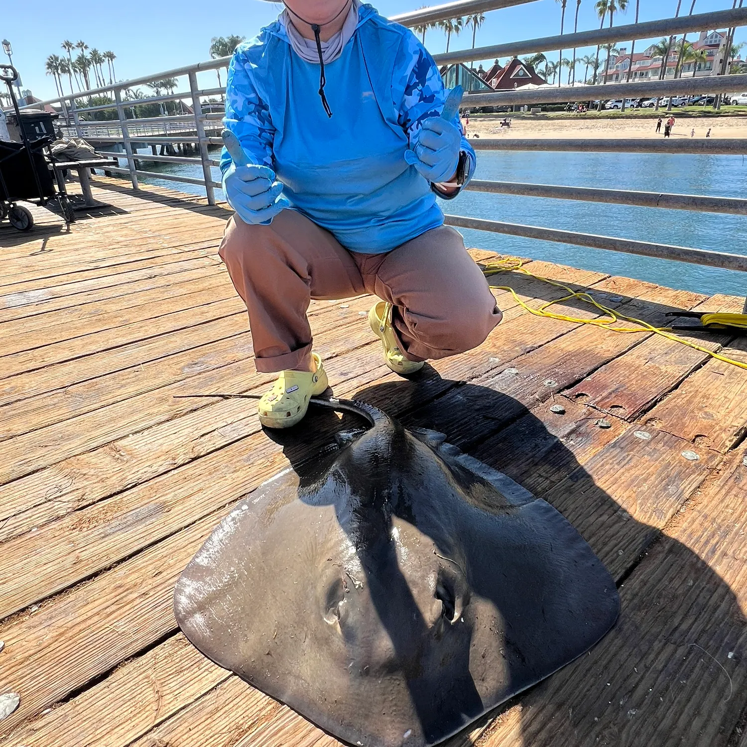 The most recent Diamond stingray catches on Fishbrain