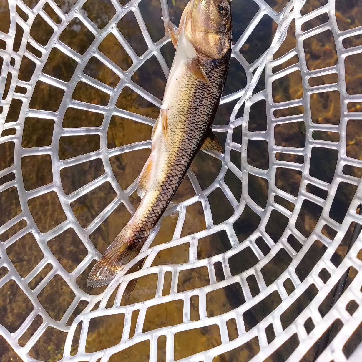 Creek chub caught on Fishbrain