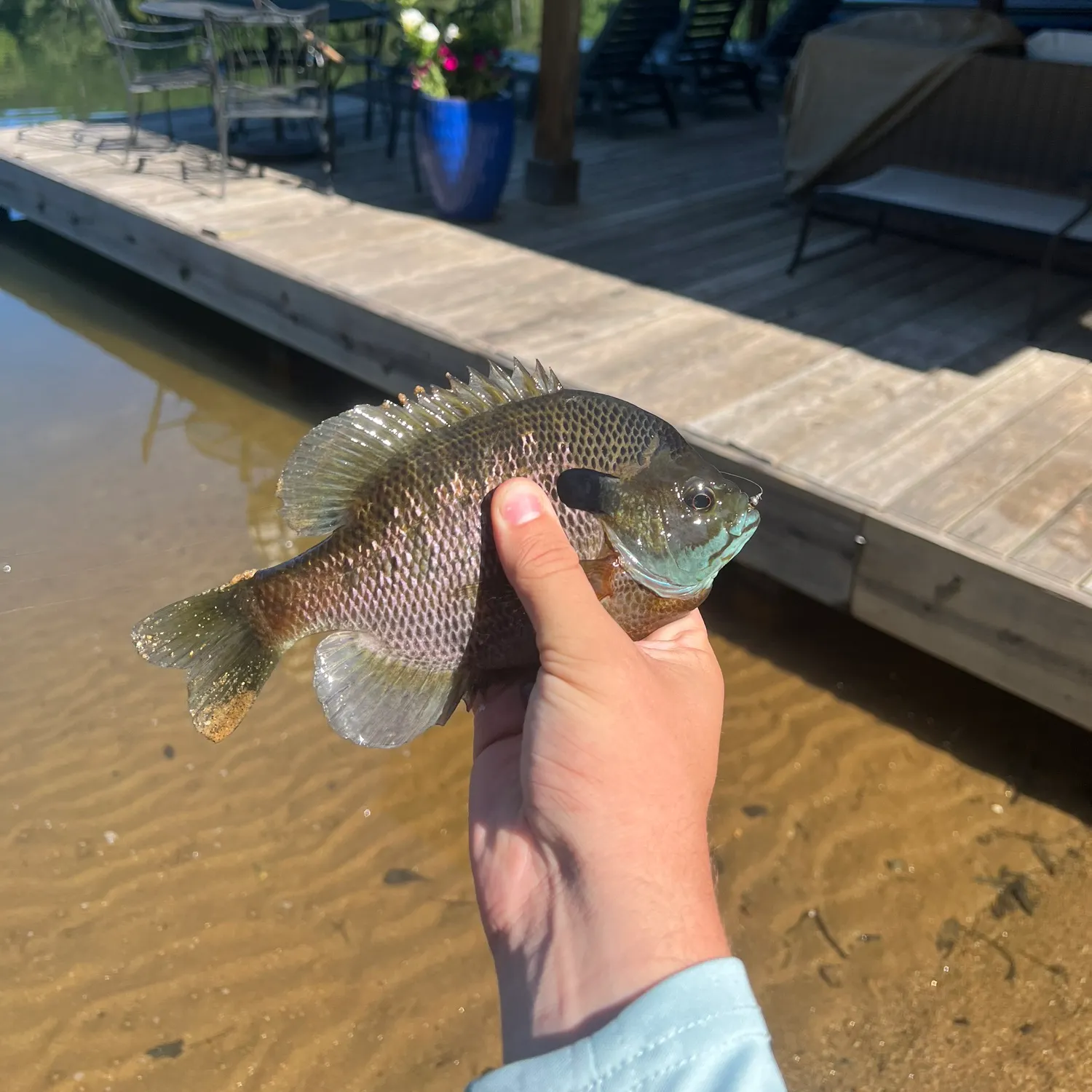 Bluegill caught on Fishbrain