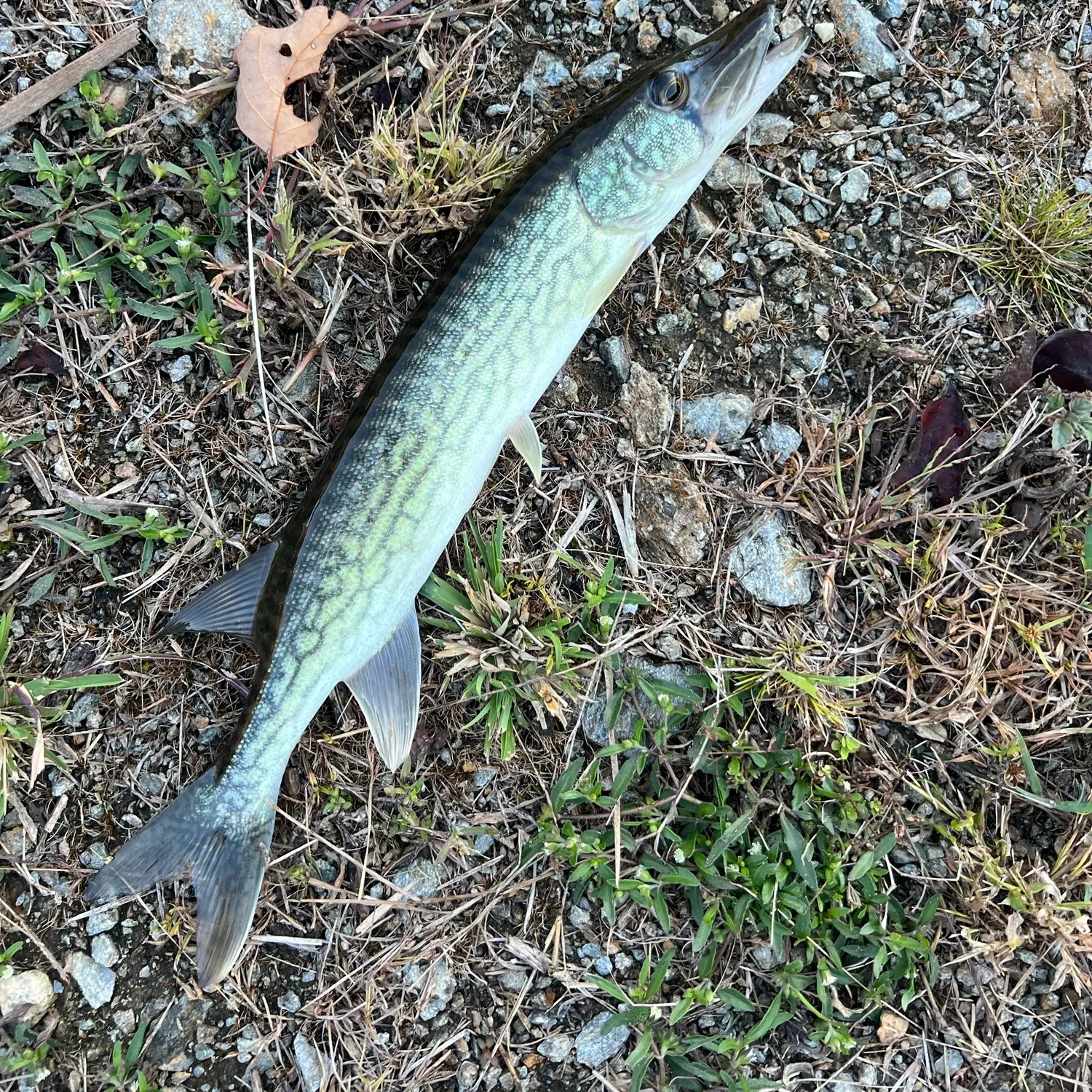 Chain pickerel caught on Fishbrain