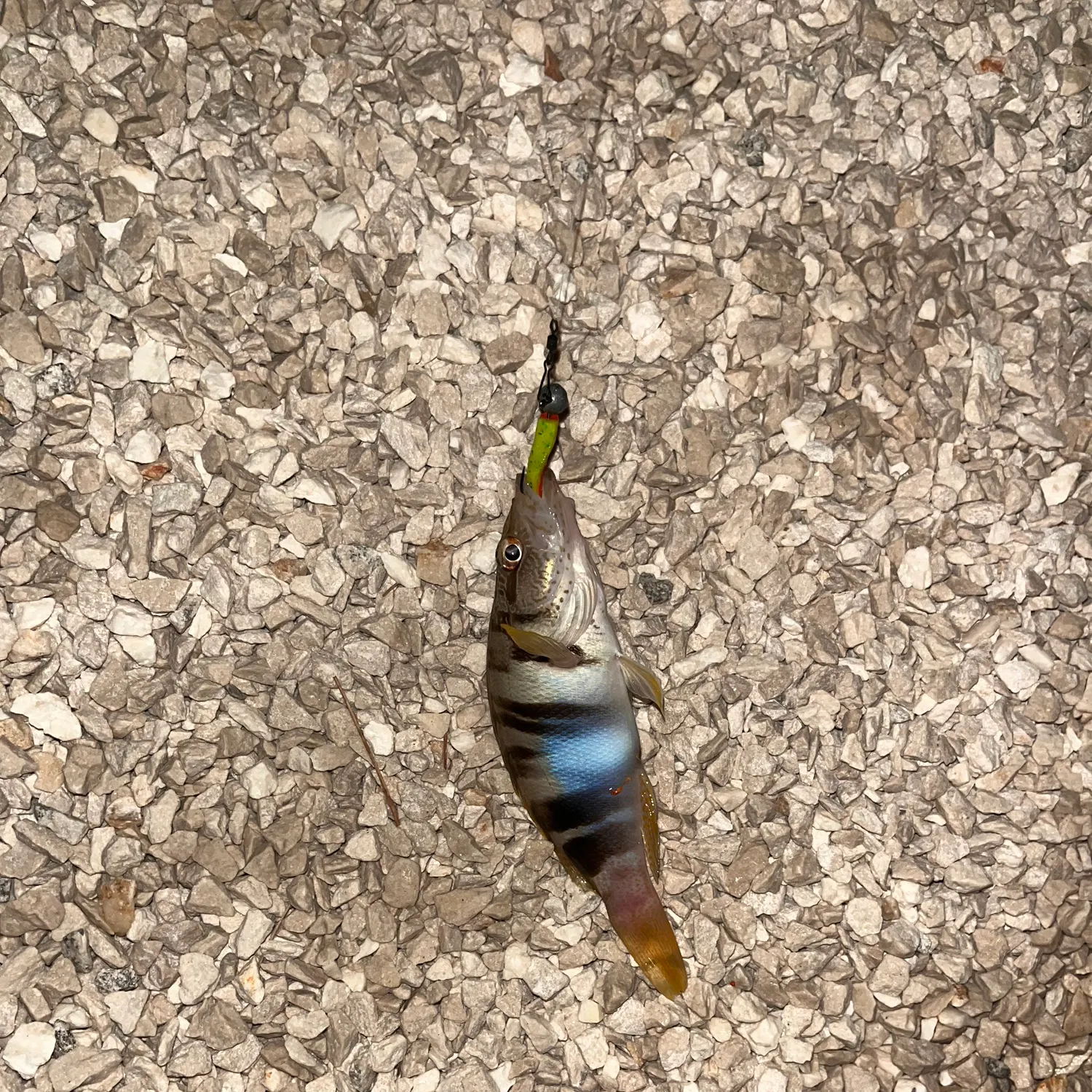 The most recent Painted comber catches on Fishbrain
