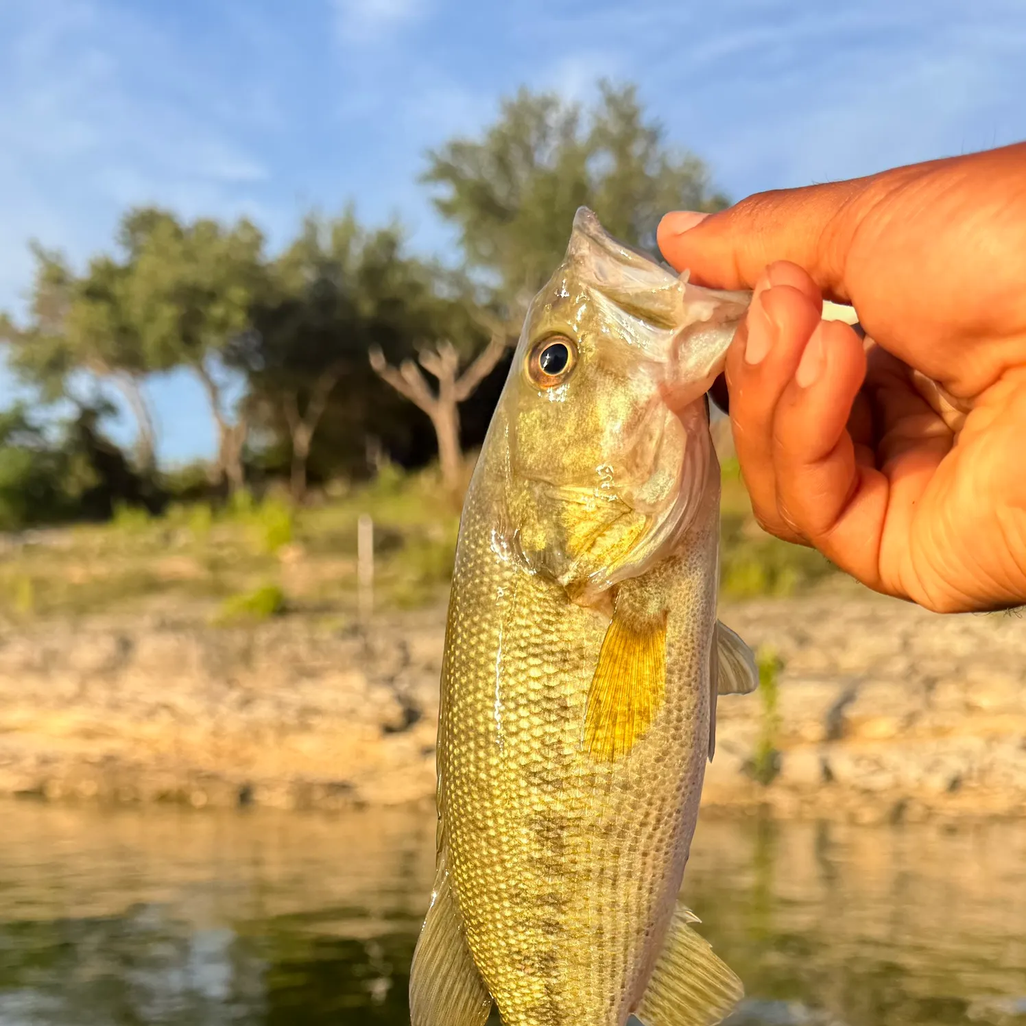 The most recent Guadalupe bass catches on Fishbrain