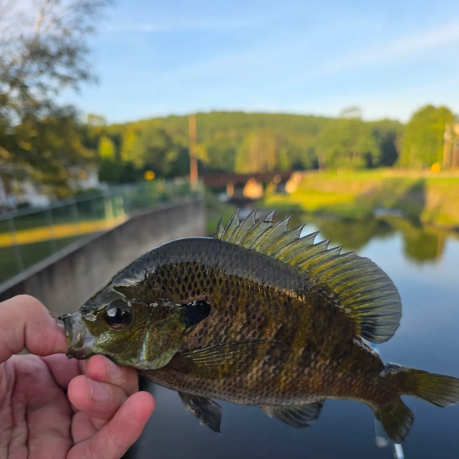 Bluegill caught on Fishbrain