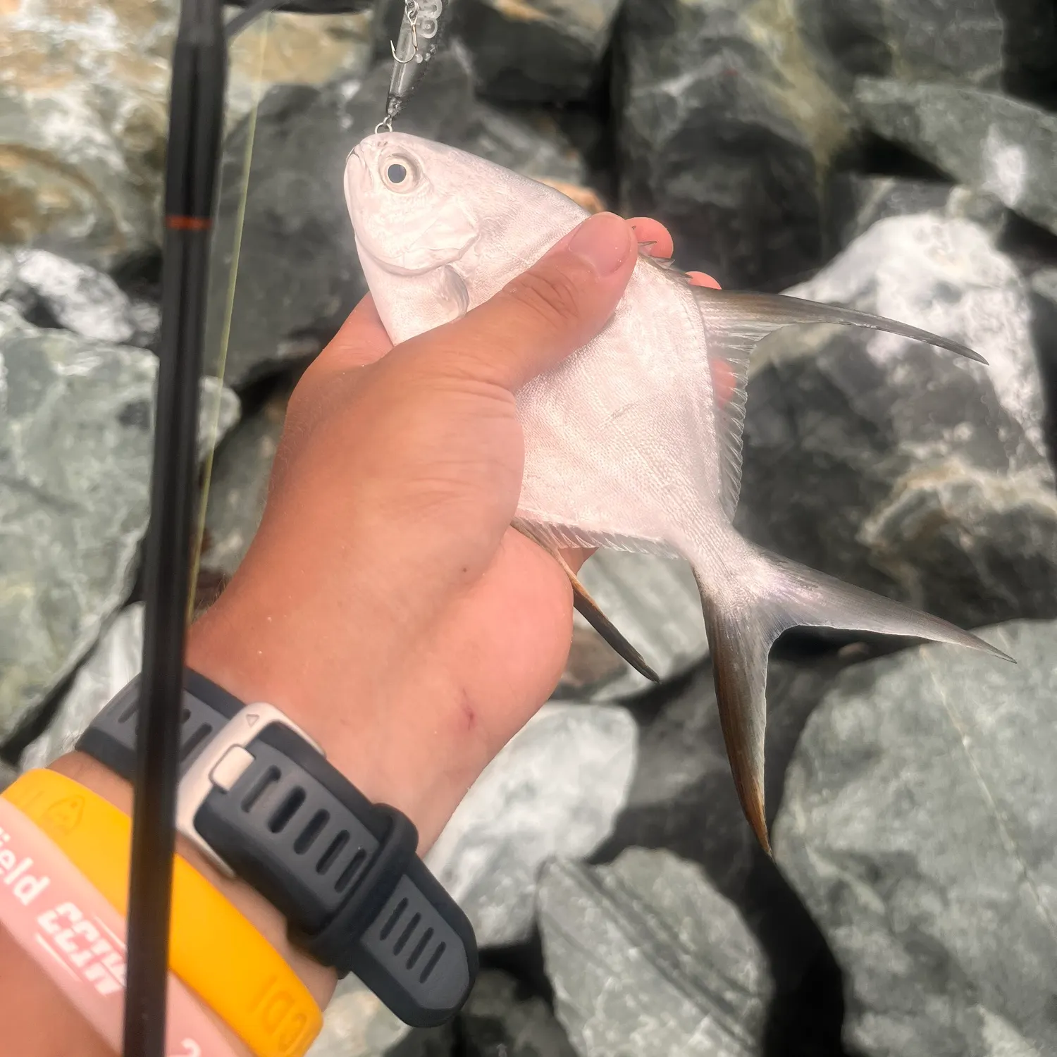 The most recent Palometa catches on Fishbrain