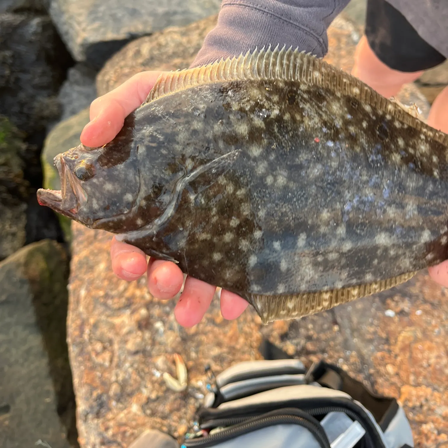Summer flounder caught on Fishbrain