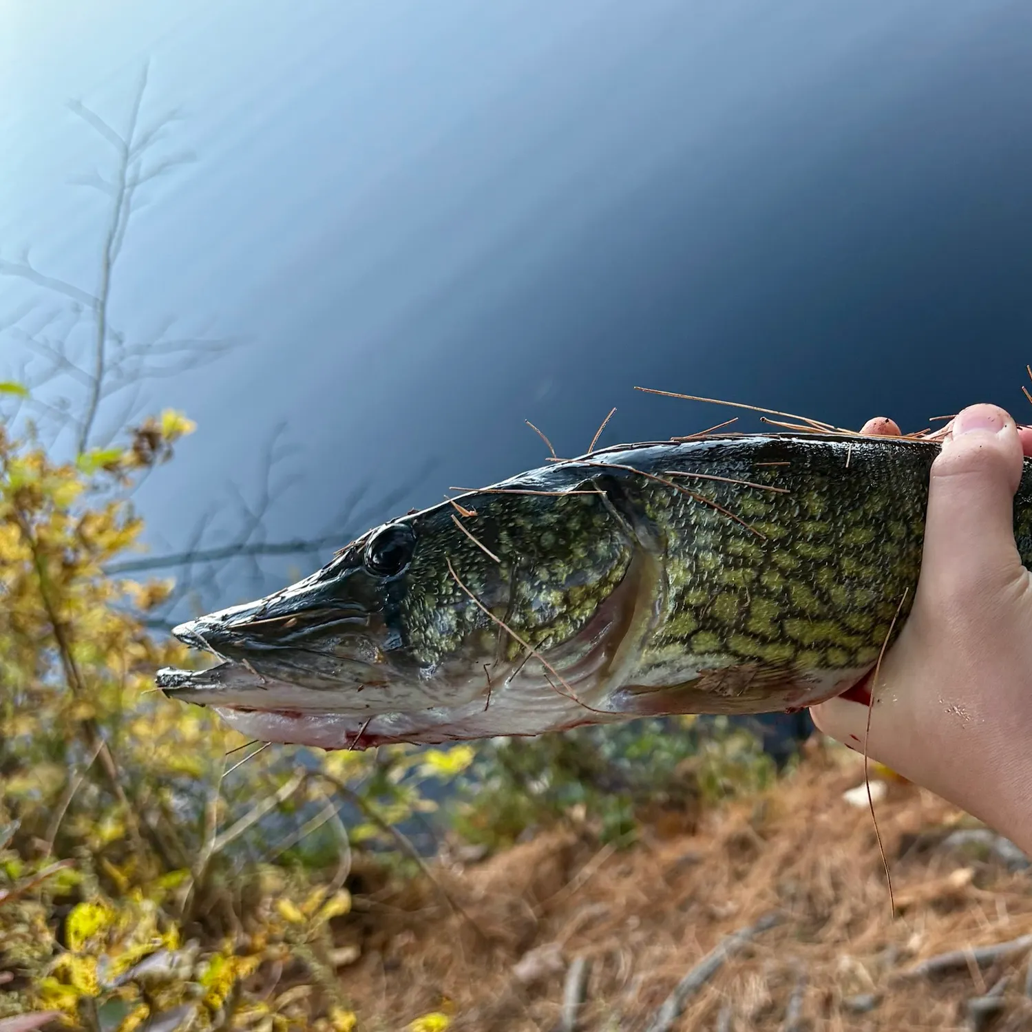 Chain pickerel caught on Fishbrain