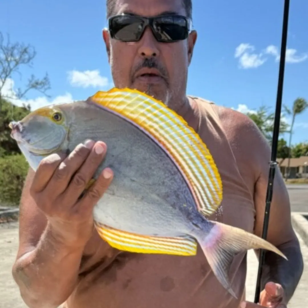 The most recent Yellowfin surgeonfish catches on Fishbrain