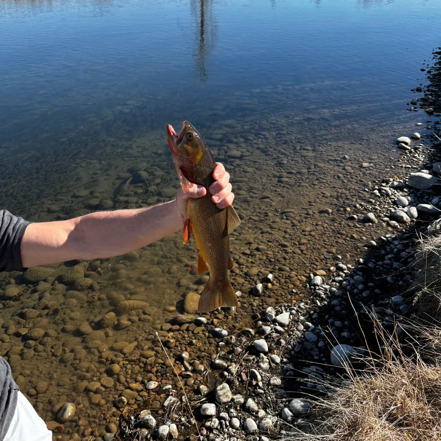 Fish caught on Fishbrain