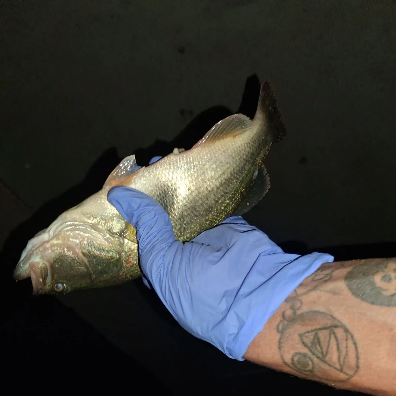Largemouth bass caught on Fishbrain