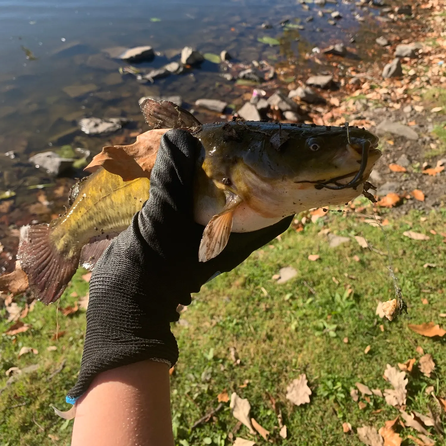 Yellow bullhead caught on Fishbrain