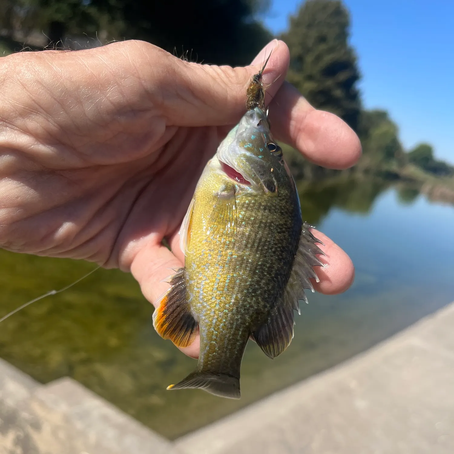 Green sunfish caught on Fishbrain