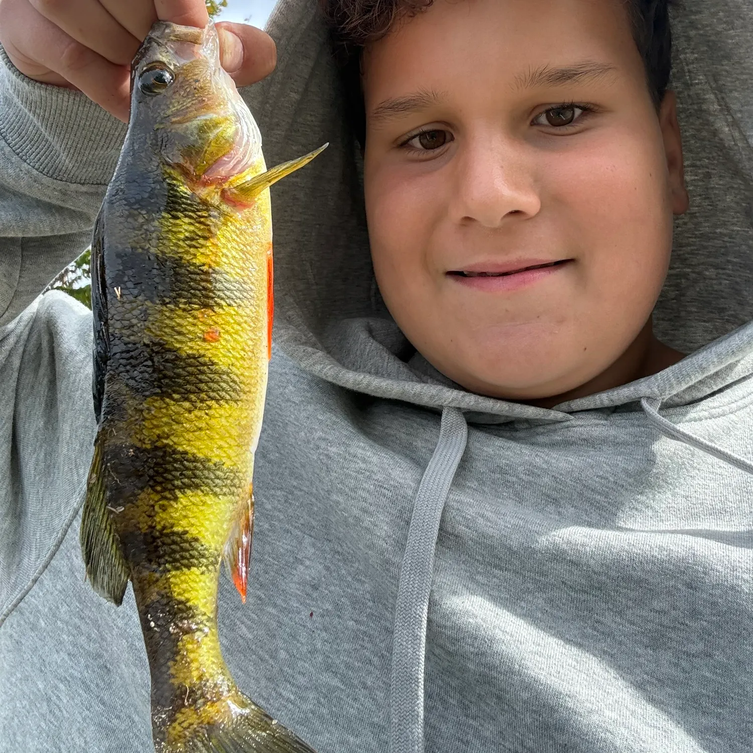 Yellow perch caught on Fishbrain