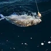 Blue morwong caught on Fishbrain