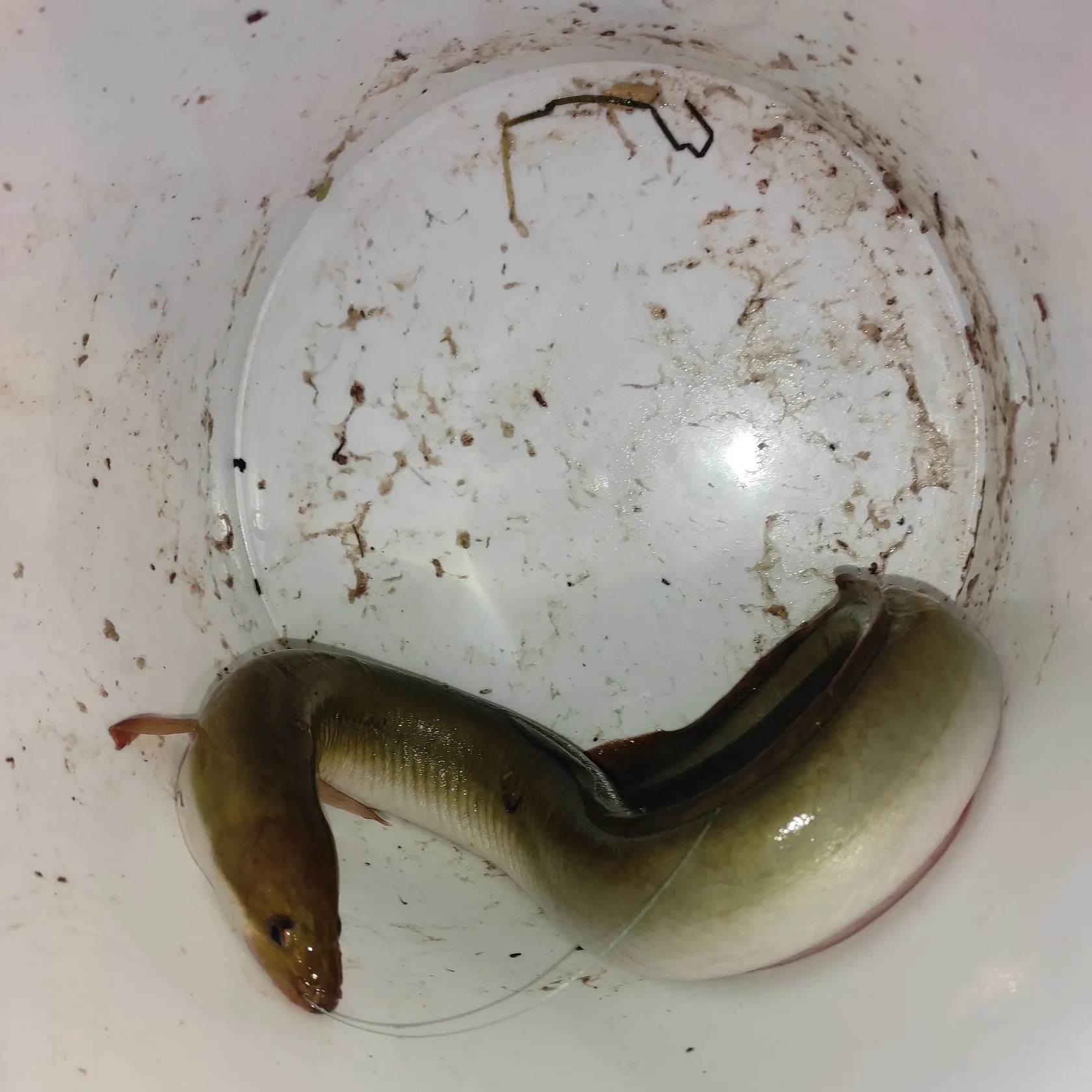 The most recent European eel catches on Fishbrain