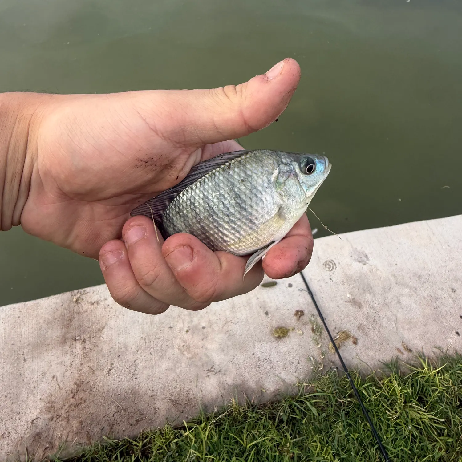 Nile tilapia caught on Fishbrain