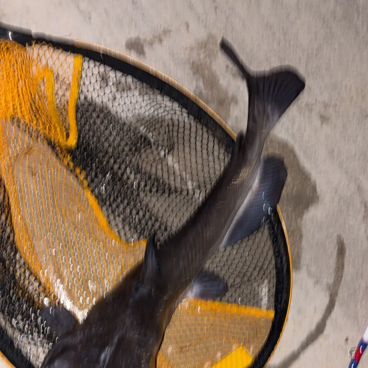 Channel catfish caught on Fishbrain