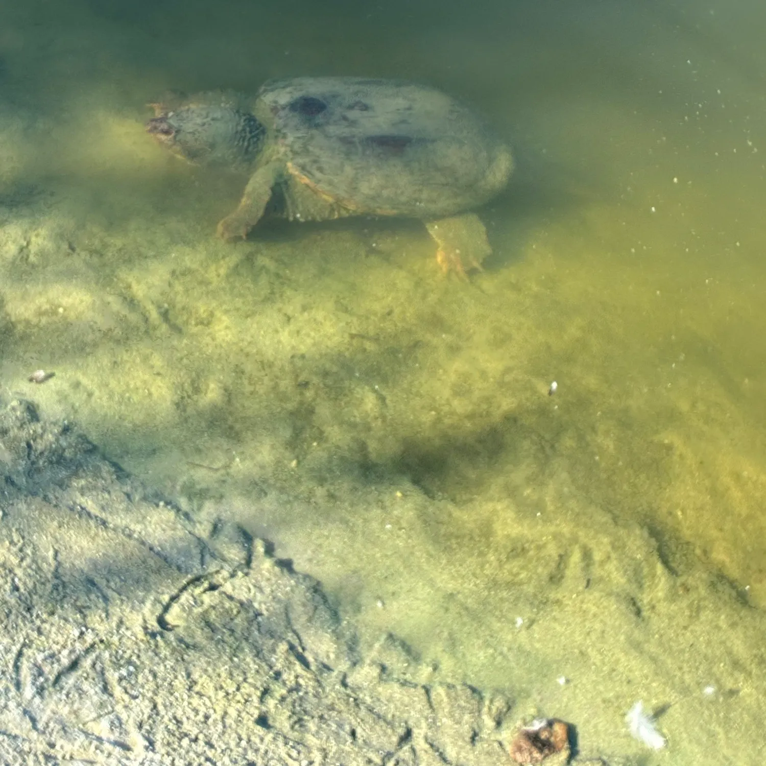 Common snapping turtle caught on Fishbrain