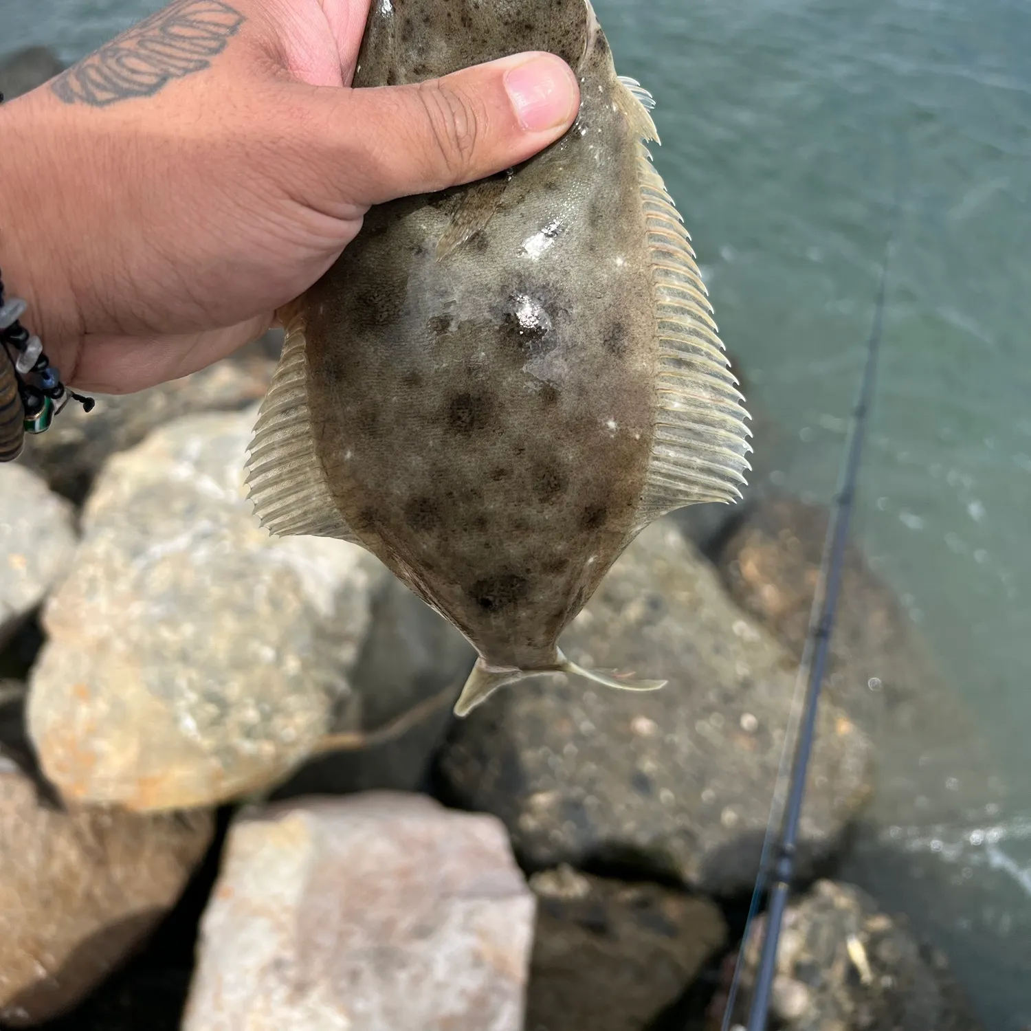 The most recent California halibut catches on Fishbrain
