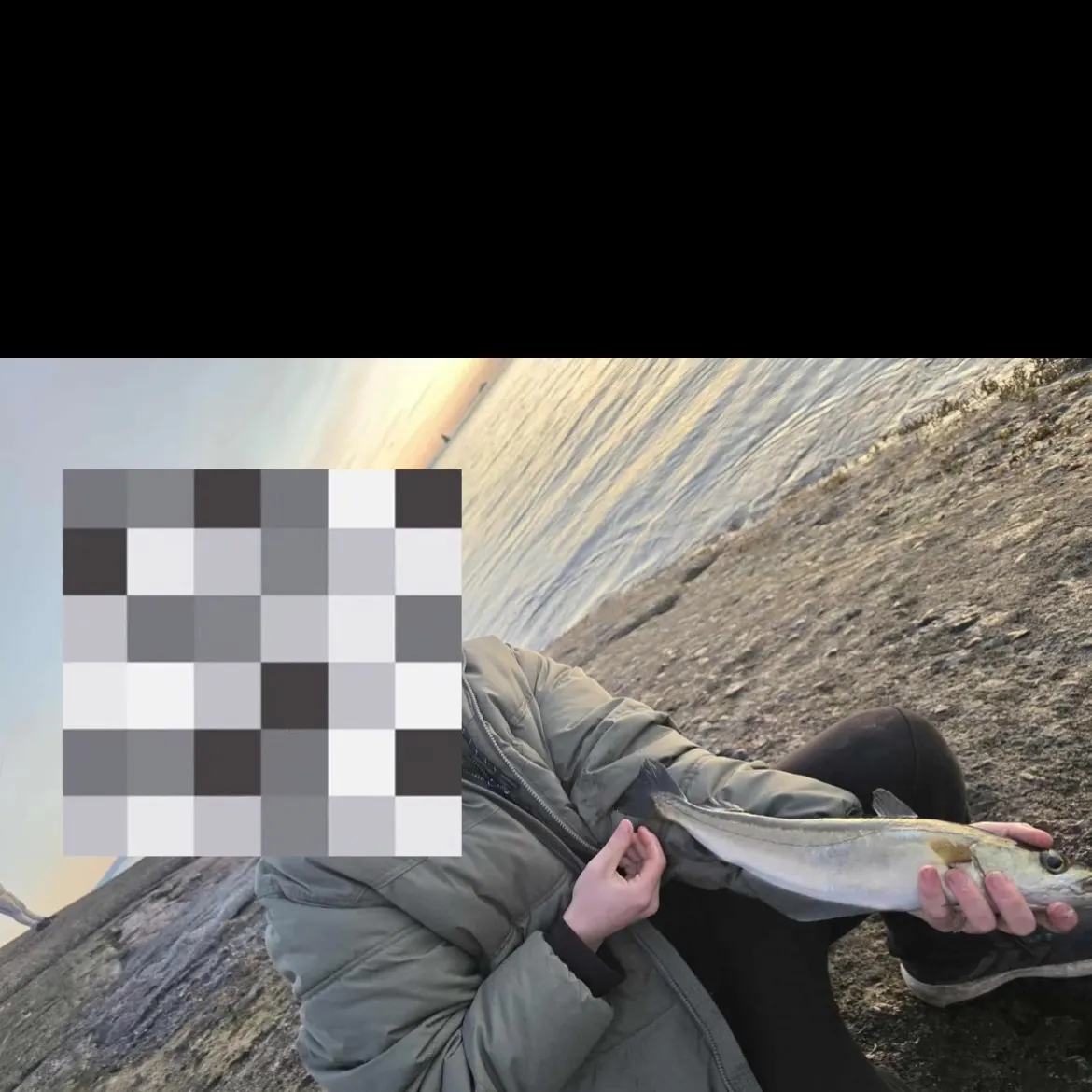 The most recent Atlantic pollock catches on Fishbrain