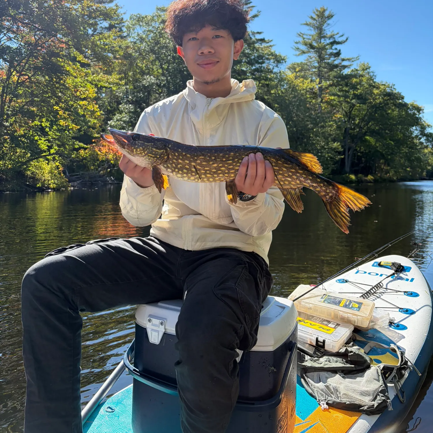Northern pike caught on Fishbrain