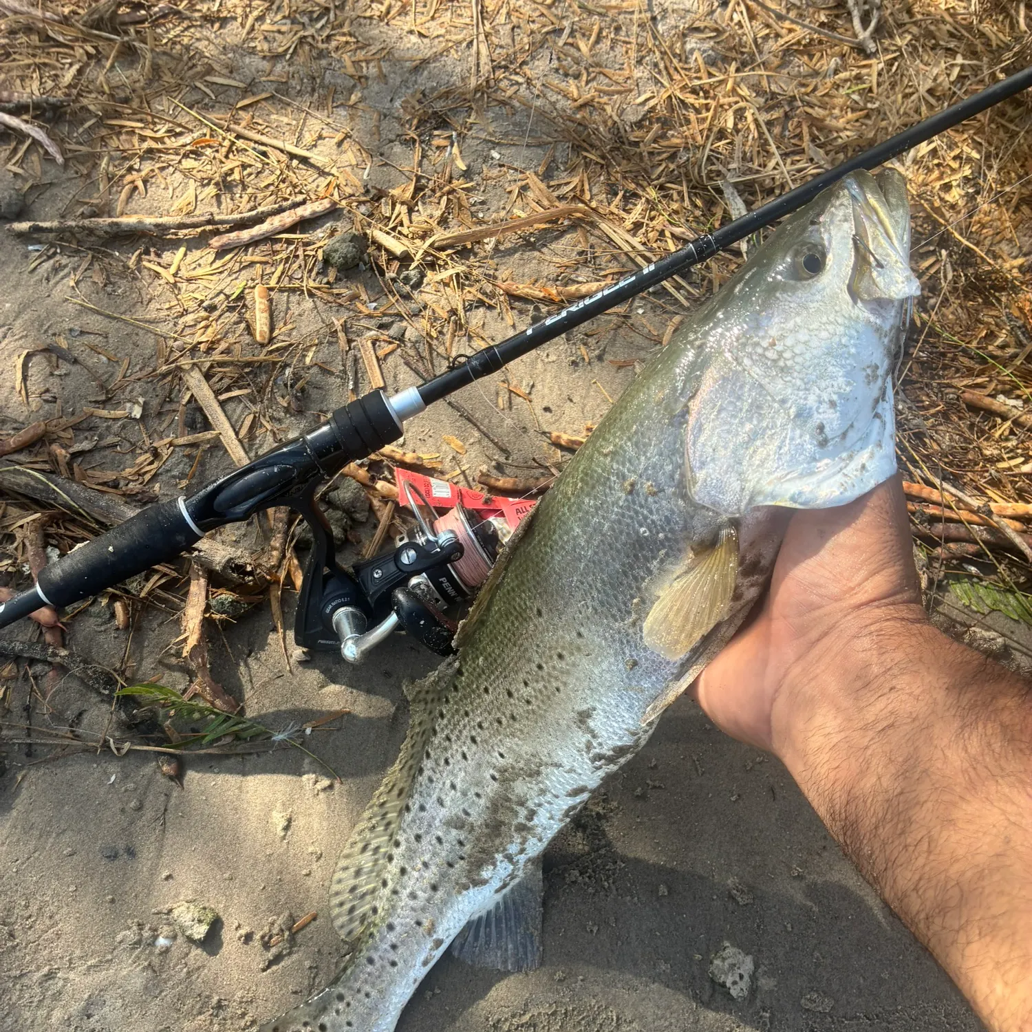 Spotted seatrout caught on Fishbrain