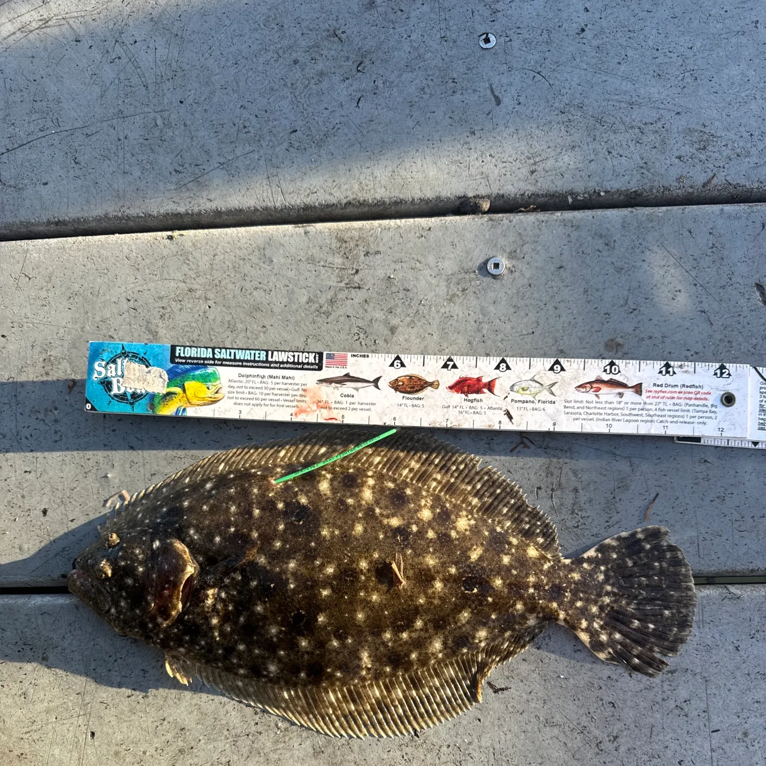 recently logged catches