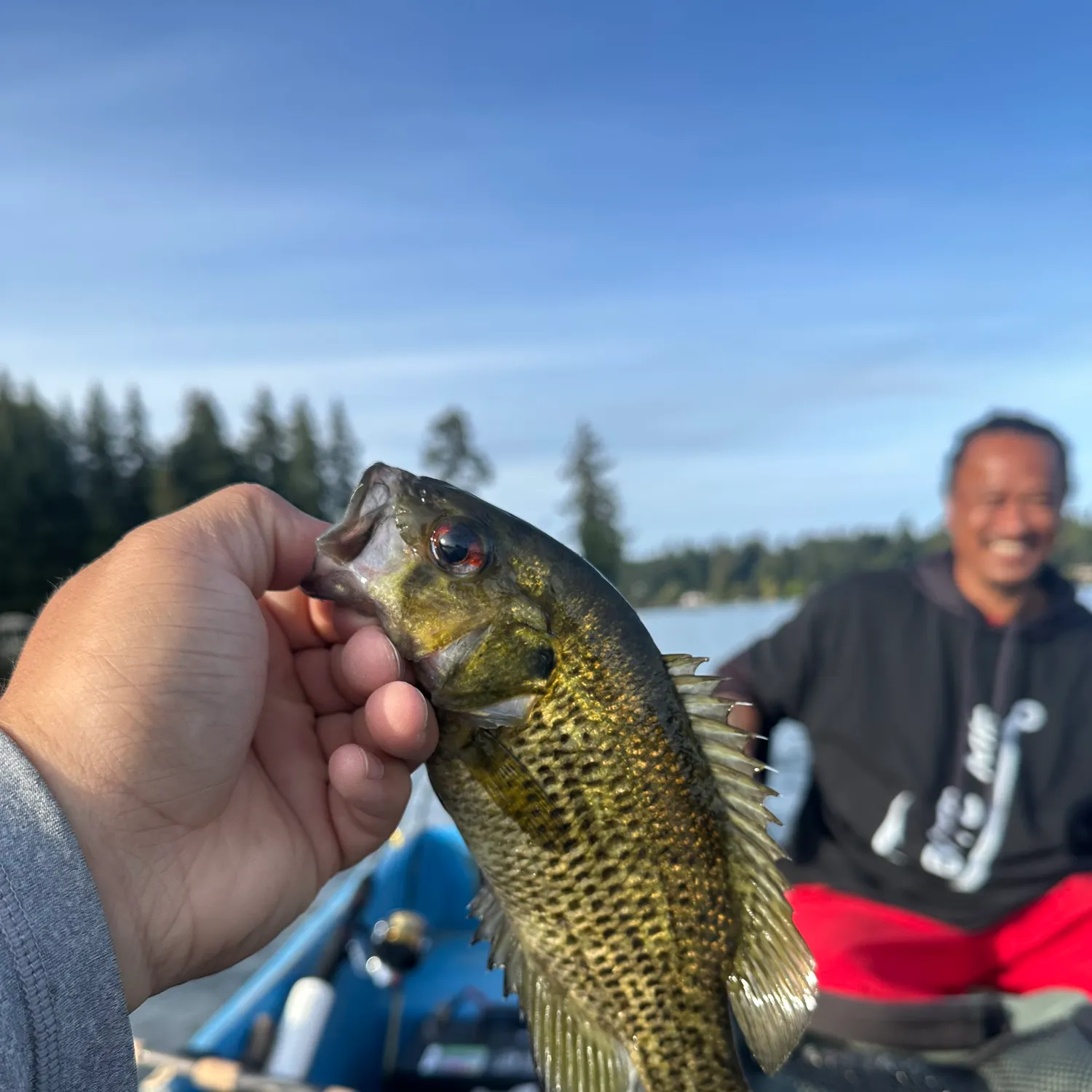 Rock bass caught on Fishbrain