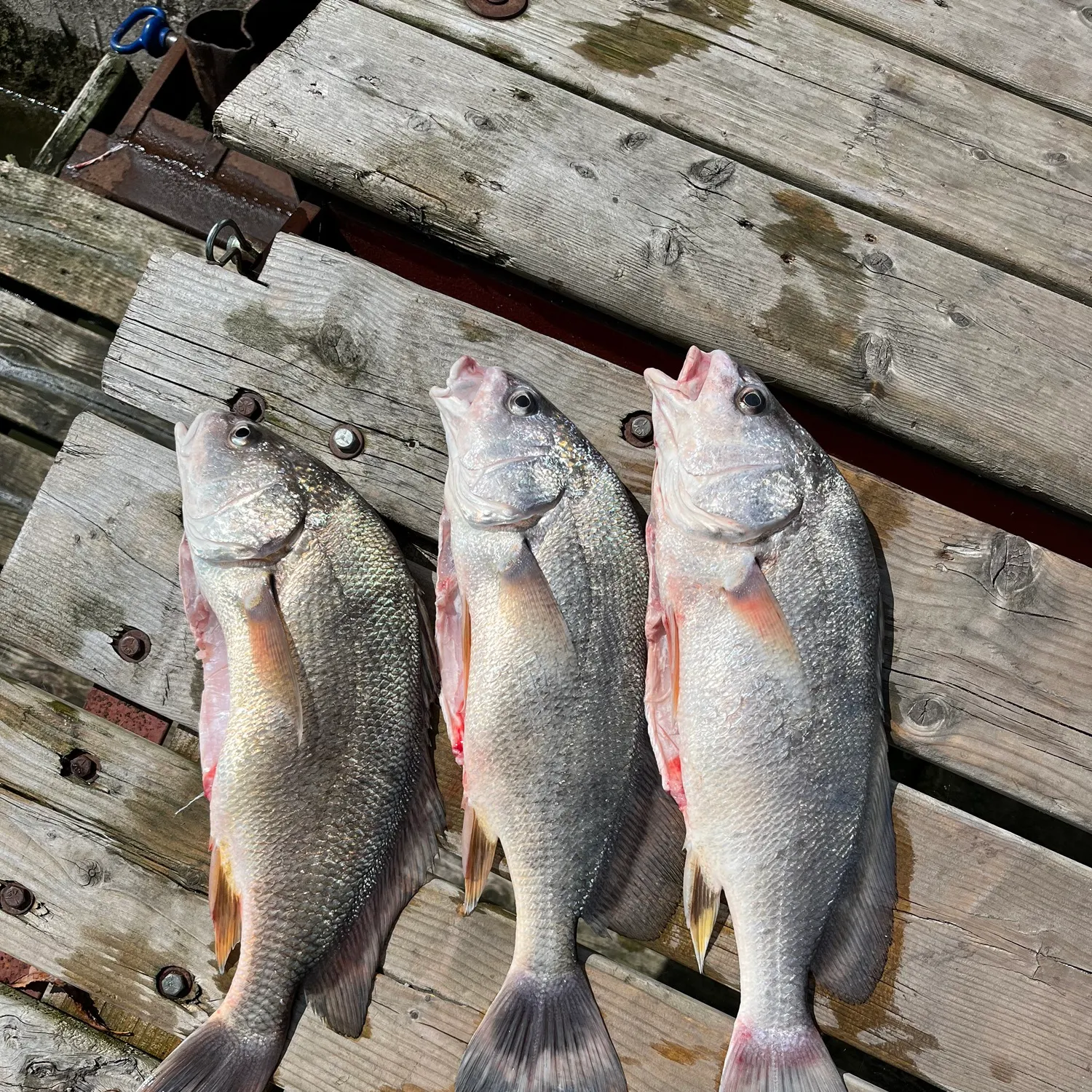 recently logged catches